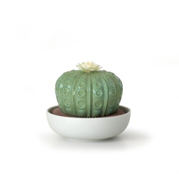 Astrophytum Cactus Diffuser. Night Approaches Scent in Lladró