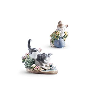 Set Gattini