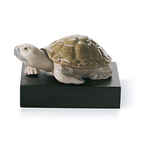 Lucky tortoise