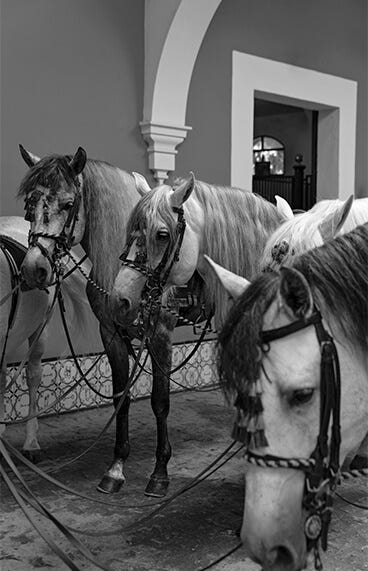 Caballos de la Real Escuela de Arte Ecuestre